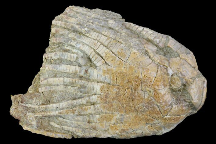 Fossil Crinoid (Zeacrinites) - Alabama #122380